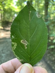 Stigmella rhamnicola