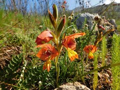 Gladiolus speciosus