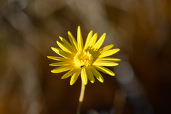 Ursinia tenuifolia