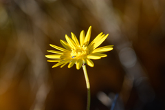 Ursinia tenuifolia