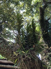 Cleisostoma paniculatum