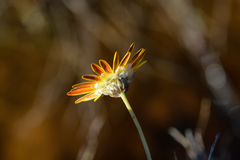 Ursinia tenuifolia