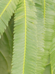 Parkia speciosa