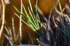 Ursinia tenuifolia