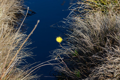 Ursinia tenuifolia