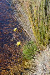 Ursinia tenuifolia