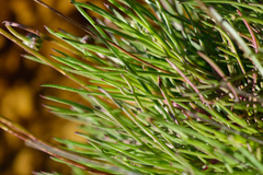 Ursinia tenuifolia
