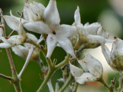 Clerodendrum villosum
