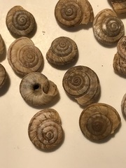Oreohelix strigosa depressa