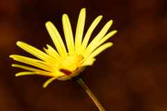 Ursinia tenuifolia