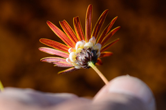 Ursinia tenuifolia