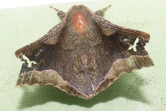 Ludia delegorguei