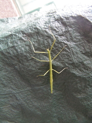 Clonopsis gallica