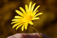 Ursinia tenuifolia