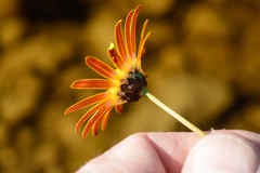 Ursinia tenuifolia
