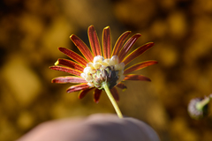 Ursinia tenuifolia