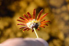 Ursinia tenuifolia
