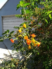 Streptosolen