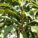 White Mango - Photo (c) 106611639464075912591, some rights reserved (CC BY-NC-SA), uploaded by 106611639464075912591