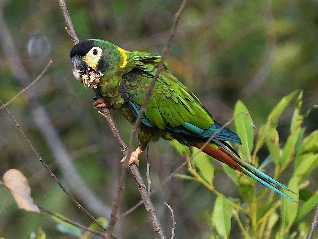 Yellow-collared Macaw photo