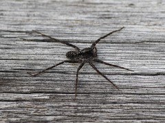 Acantholycosa norvegica