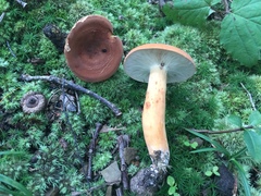 Lactarius volemus image