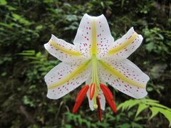Lilium auratum