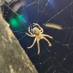 Larinioides sclopetarius