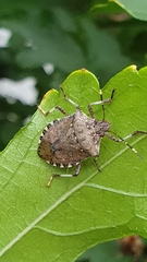 Halyomorpha halys