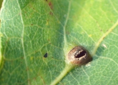 Harmandiola cavernosa