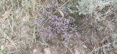 Limonium caspium