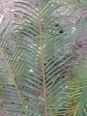 Cycas