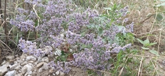 Limonium caspium