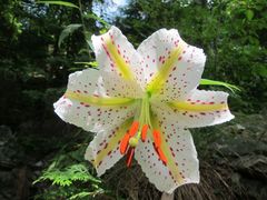 Lilium auratum