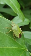 Palomena prasina