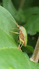 Palomena prasina