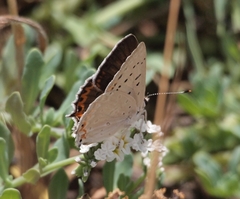 Tharsalea xanthoides