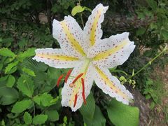 Lilium auratum