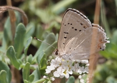 Tharsalea xanthoides