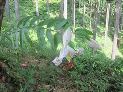 Lilium auratum