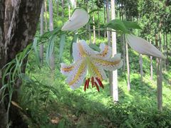 Lilium auratum
