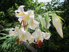 Lilium auratum