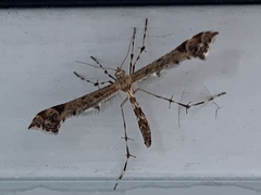 Amblyptilia pica