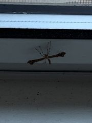 Amblyptilia pica