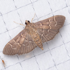 Pilocrocis ramentalis