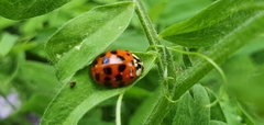 Harmonia axyridis