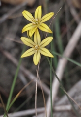 Triteleia ixioides ixioides
