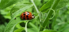 Harmonia axyridis
