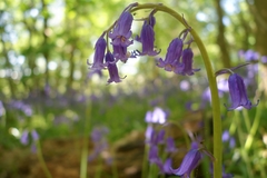 Hyacinthoides