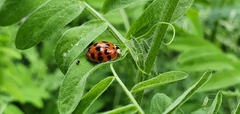 Harmonia axyridis